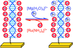 Graphical abstract: Voltammetric study of the ion-exchange binding of non-electroactive metal cations to DNA-modified surfaces