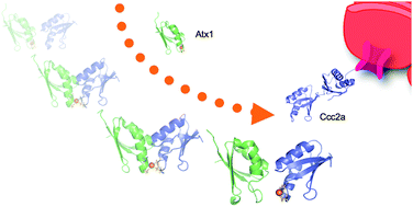 Graphical abstract: Molecular recognition in copper trafficking