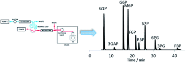 Graphical abstract: Fully automated on-line two-dimensional liquid chromatography in combination with ESI MS/MS detection for quantification of sugar phosphates in yeast cell extracts