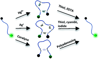Graphical abstract: Design of two and three input molecular logic gates using non-Watson–Crick base pairing-based molecular beacons