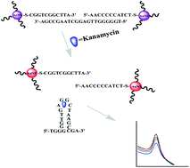 Graphical abstract: Aptamer-based spectrophotometric detection of kanamycin in milk