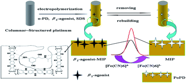 Graphical abstract: A β2-agonist sensor based on a molecularly imprinted poly-o-phenylenediamine film on a columnar-structured platinum electrode