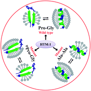Graphical abstract: Pro-Gly mediated conformational switch of mycobacteriophage D29 holin transmembrane domain I is lipid concentration driven