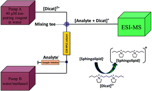 Graphical abstract: Separation and sensitive determination of sphingolipids at low femtomole level by using HPLC-PIESI-MS/MS