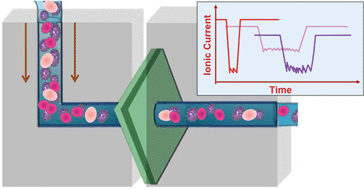 Graphical abstract: Electrophysiological analysis of biopsy samples using elasticity as an inherent cell marker for cancer detection