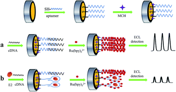 Graphical abstract: Label-free and sensitive electrochemiluminescence aptasensor for the determination of 17β-estradiol based on a competitive assay with cDNA amplification
