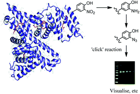Graphical abstract: Bioorthogonal labelling of 3-nitrotyrosine in peptides and proteins through diazotisation mediated azidation