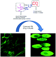 Graphical abstract: Synthesis of (Z)-(arylamino)-pyrazolyl/isoxazolyl-2-propenones as tubulin targeting anticancer agents and apoptotic inducers