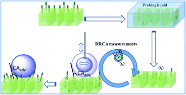 Graphical abstract: Time-resolved surface rearrangements of polymer films monitored by dynamic recovery contact angle (DRCA)