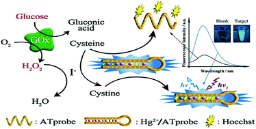Graphical abstract: Visual fluorescence detection of H2O2 and glucose based on “molecular beacon”-hosted Hoechst dyes