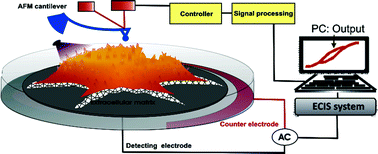 Graphical abstract: Evaluation of UV radiation-induced toxicity and biophysical changes in various skin cells with photo-shielding molecules