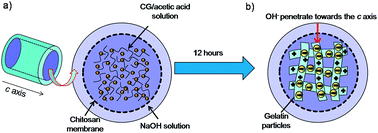 Graphical abstract: Tough biodegradable chitosan–gelatin hydrogels via in situ precipitation for potential cartilage tissue engineering