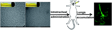 Graphical abstract: Nanoincorporation of curcumin in polymer-glycerosomes and evaluation of their in vitro–in vivo suitability as pulmonary delivery systems