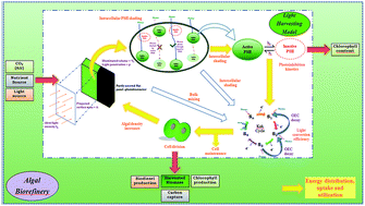 Graphical abstract: Modelling of oxygen-evolving-complex ionization dynamics for energy-efficient production of microalgal biomass, pigment and lipid with carbon capture: an engineering vision for a biorefinery