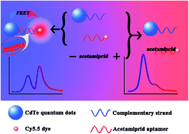Graphical abstract: QD-aptamer as a donor for a FRET-based chemosensor and evaluation of affinity between acetamiprid and its aptamer