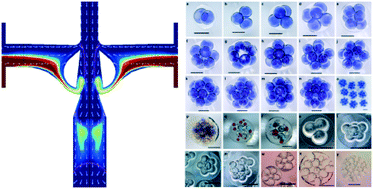 Graphical abstract: A new droplet-forming fluidic junction for the generation of highly compartmentalised capsules