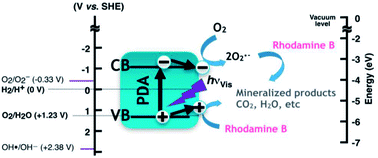 Graphical abstract: A promising visible light-driven photocatalytic activity of conjugated polymer nanocrystals