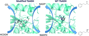 Graphical abstract: Biocatalyst–artificial metalloenzyme cascade based on alcohol dehydrogenase