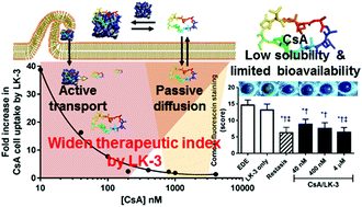 Graphical abstract: An amphipathic cell penetrating peptide aids cell penetration of cyclosporin A and increases its therapeutic effect in an in vivo mouse model for dry eye disease