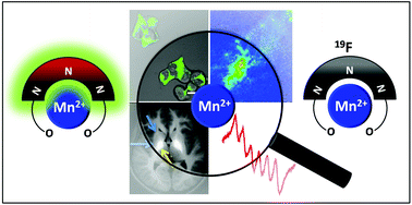 Graphical abstract: Emerging chemical tools and techniques for tracking biological manganese