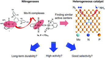 Graphical abstract: Single molybdenum center supported on N-doped black phosphorus as an efficient electrocatalyst for nitrogen fixation