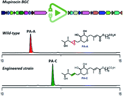 Graphical abstract: Mixing and matching genes of marine and terrestrial origin in the biosynthesis of the mupirocin antibiotics