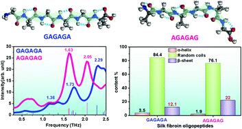 Graphical abstract: Terahertz spectroscopy for interpreting the formation and hierarchical structures of silk fibroin oligopeptides