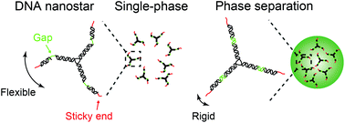 Graphical abstract: The flexibility-based modulation of DNA nanostar phase separation