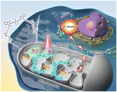 Graphical abstract: A protein-conjugated photosensitizer with mitochondrial targeting for enhanced photodynamic therapy