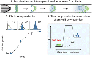 Graphical abstract: Thermodynamic characterization of amyloid polymorphism by microfluidic transient incomplete separation