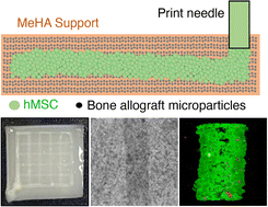 Graphical abstract: Embedded bioprinting of dense cellular constructs in bone allograft-enhanced hydrogel matrices for bone tissue engineering