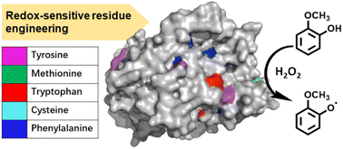 Graphical abstract: Tuning the peroxidase activity of artificial P450 peroxygenase by engineering redox-sensitive residues