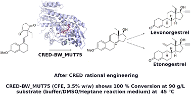 Graphical abstract: Application of rational enzyme engineering in a new route to etonogestrel and levonorgestrel: carbonyl reductase bioreduction of ethyl secodione