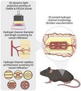 Graphical abstract: Guiding vascular infiltration through architected GelMA/PEGDA hydrogels: an in vivo study of channel diameter, length, and complexity