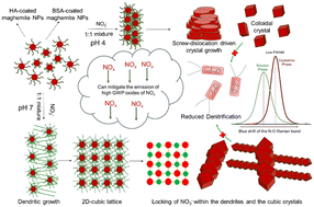 Graphical abstract: Co-assembly of structurally different biomacromolecule-modified maghemite nanoparticles with nitrate sequestration potential
