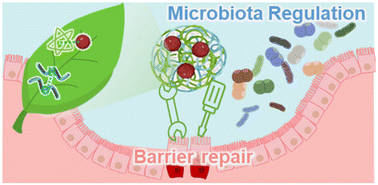 Graphical abstract: Polyphenolic nanomaterials ameliorated salmonellosis via barrier restoration and microbiota regulation