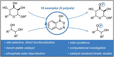 Graphical abstract: Selective monophosphorylation of cyclic diols and polyols via hemiboronic acid catalysis