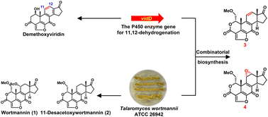 Graphical abstract: Generation of two novel furanosteroids via heterologous expression of demethoxyviridin biosynthetic genes in a wortmannin-producing strain