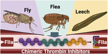 Graphical abstract: Engineering ultrapotent trivalent anticoagulants through hybridisation of salivary peptides from multiple haematophagous organisms