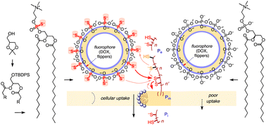 Graphical abstract: Thiol-mediated uptake of phosphorothioate liposomes, visualized with fluorescent flippers