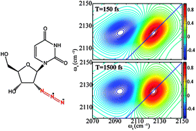 Graphical abstract: 2D IR photon echo of azido-probes for biomolecular dynamics