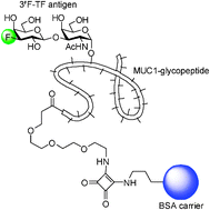 Graphical abstract: Synthesis of a MUC1-glycopeptide–BSA conjugate vaccine bearing the 3′-deoxy-3′-fluoro-Thomsen–Friedenreich antigen