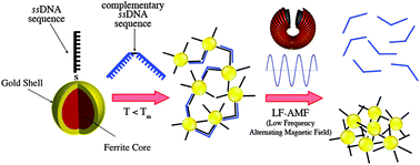 Graphical abstract: Magnetic nanoparticle clusters as actuators of ssDNA release