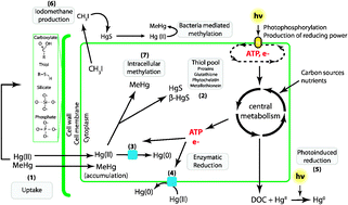 Graphical abstract: A little bit of light goes a long way: the role of phototrophs on mercury cycling