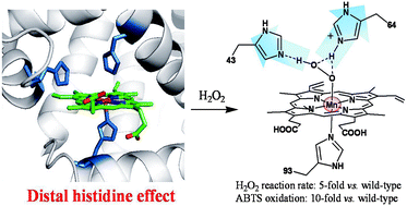 Graphical abstract: Effect of distal histidines on hydrogen peroxide activation by manganese reconstituted myoglobin