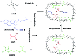 Graphical abstract: Development of molecularly imprinted poly(methacrylic acid)/silica for clean-up and selective extraction of cholesterol in milk prior to analysis by HPLC-UV