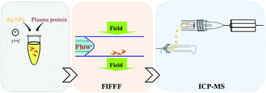 Graphical abstract: Investigation of silver nanoparticles and plasma protein association using flow field-flow fractionation coupled with inductively coupled plasma mass spectrometry (FlFFF-ICP-MS)