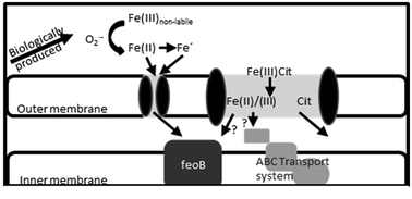 Graphical abstract: Uptake mechanisms for inorganic iron and ferric citrate in Trichodesmium erythraeum IMS101