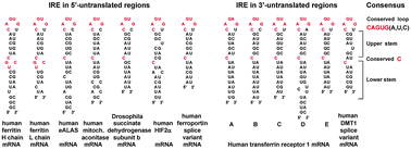 Graphical abstract: Iron regulatory proteins and their role in controlling iron metabolism