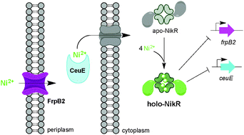 Graphical abstract: Nickel-responsive regulation of two novel Helicobacter pylori NikR-targeted genes